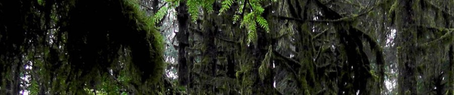 hoh rain forest olympic penninsula washington us usa america