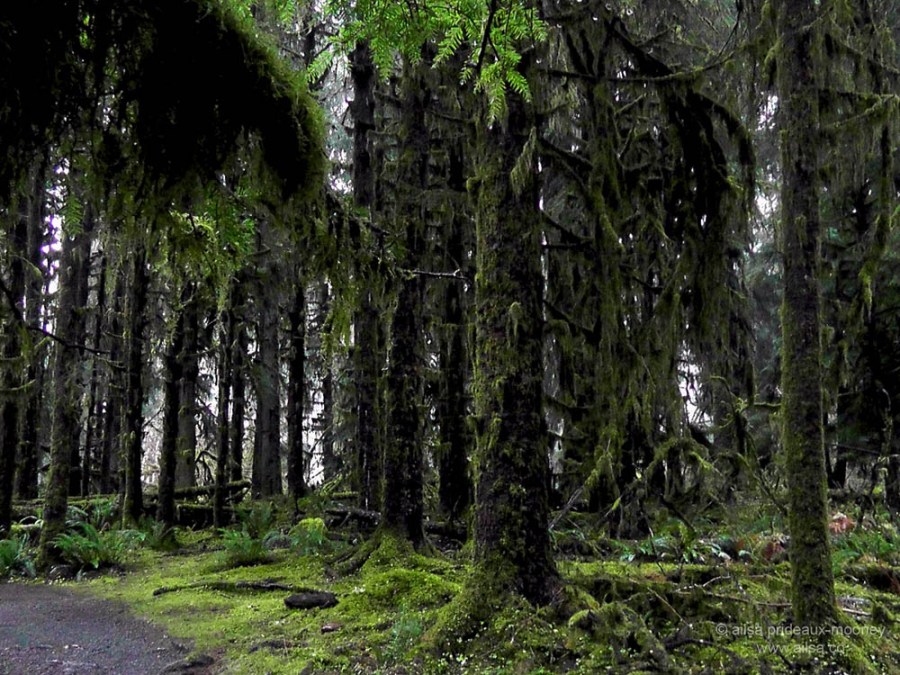 hoh rain forest olympic national park penninsula usa washington us