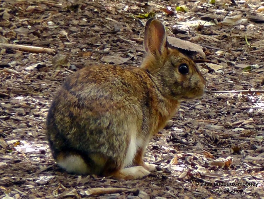 wild bunny rabbit queens park new york alley pond