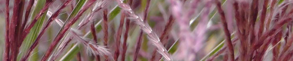grasses staten island snug harbor botanic garden