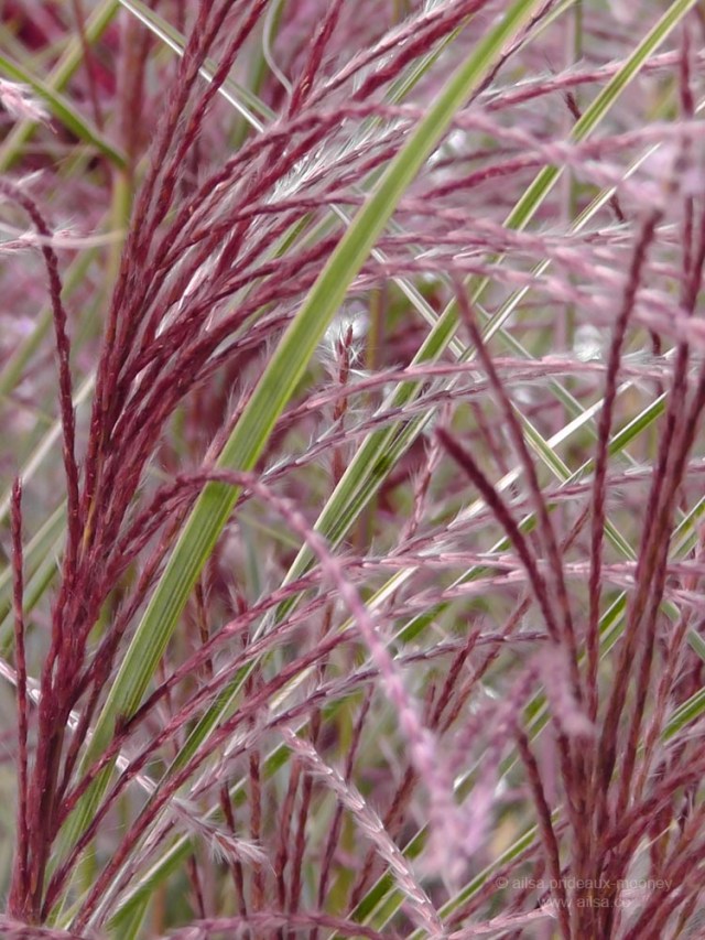 grasses snug harbor staten island new york