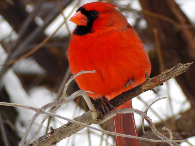 red cardinal central park new york snow manhattan