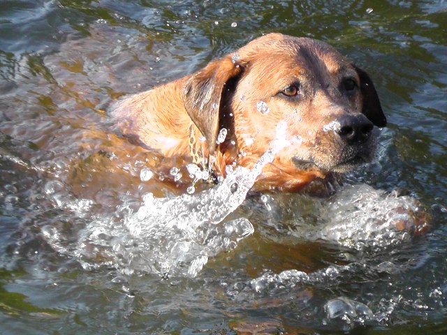 doggy paddle sprocket swimming