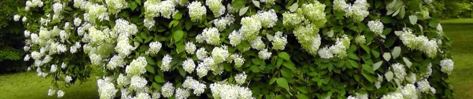 vintage hydrangea white pale flower floral full bloom