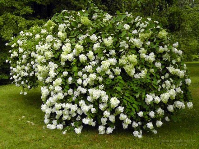 vintage hydrangea white pale flower floral full bloom