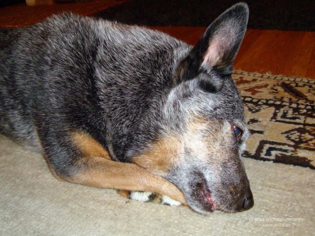 Whisper, cattle dog