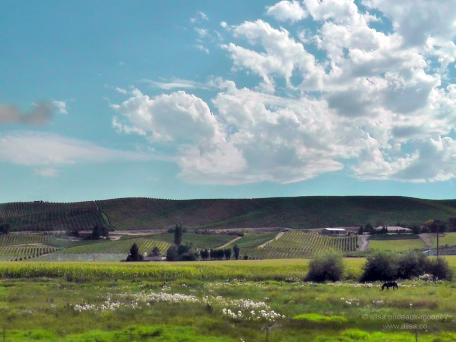 yakima valley washington us usa america road trip driving fertile vineyard orchard