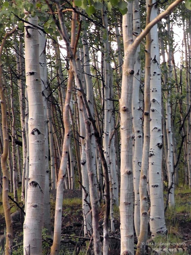 dixie national forest utah road trip us usa america aspen