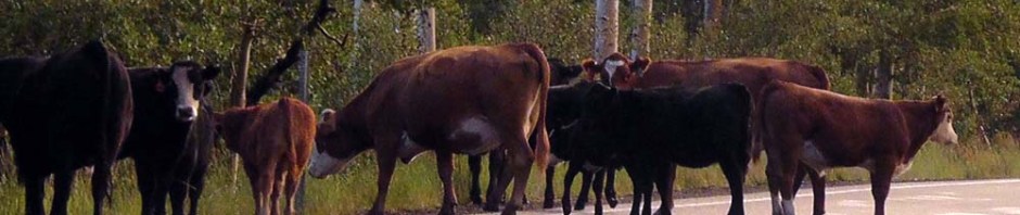 dixie national forest utah road trip us usa america birch