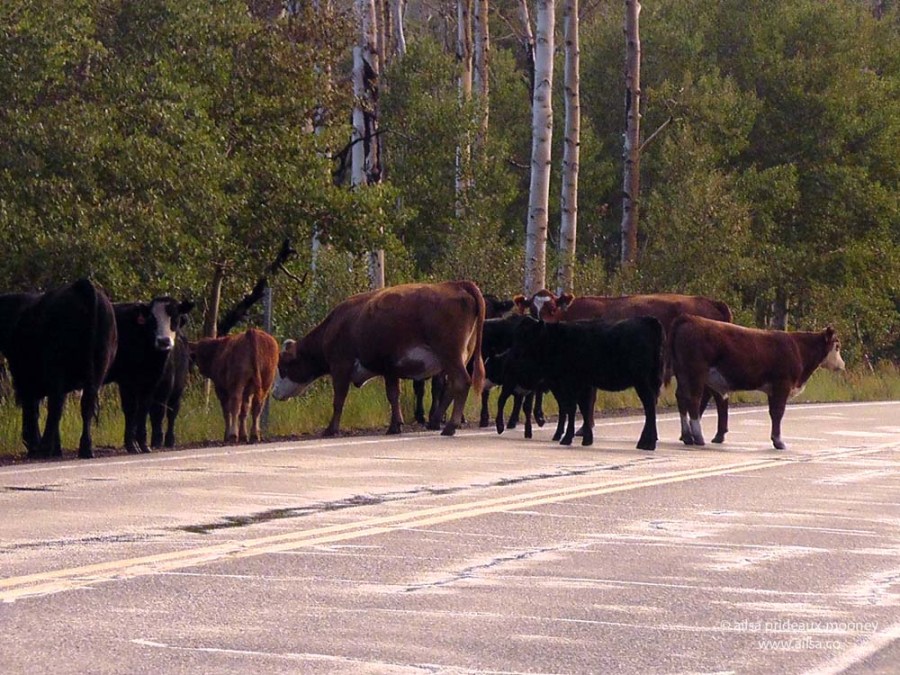 dixie national forest utah road trip us usa america birch