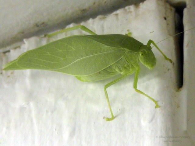 grasshopper katydid utah us usa america road trip
