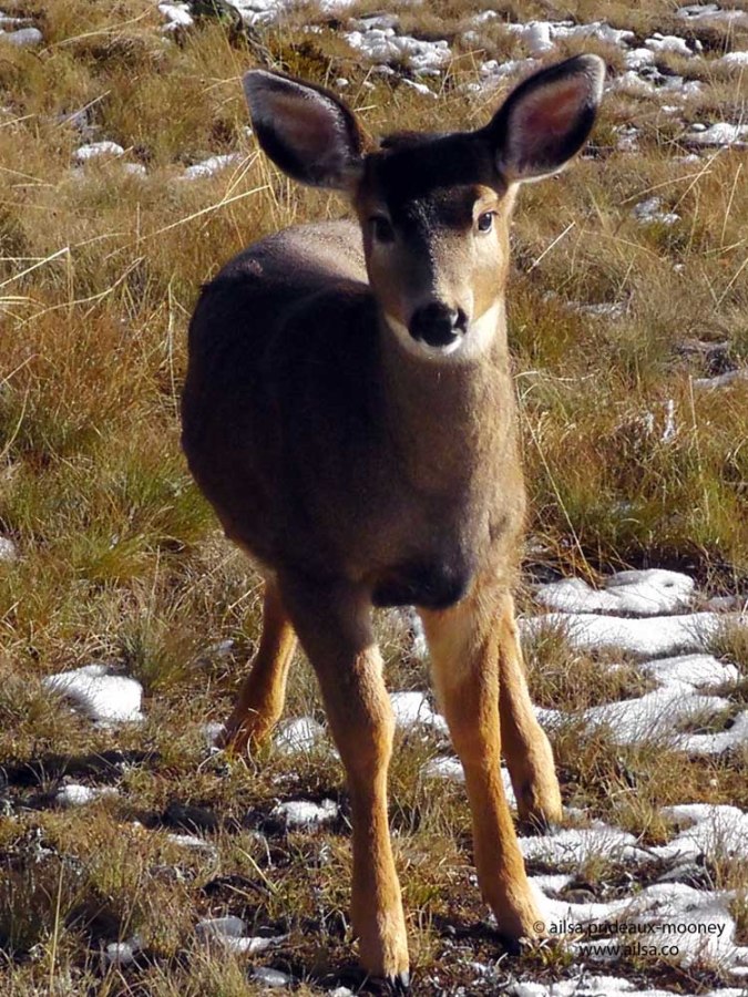 black tailed deer fawn winter olympic national park