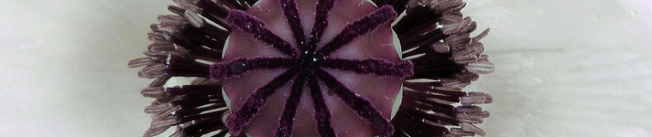 white poppy floral macro closeup