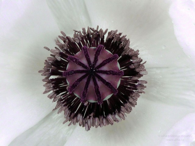 white poppy floral macro closeup