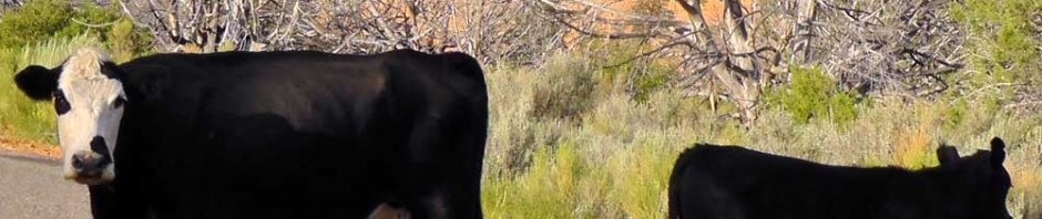 black cows coral pink sand dunes utah state park road trip