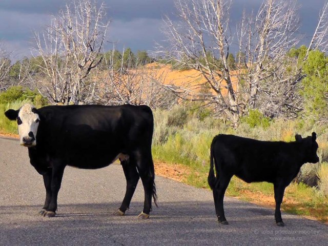 black cows coral pink sand dunes utah state park road trip