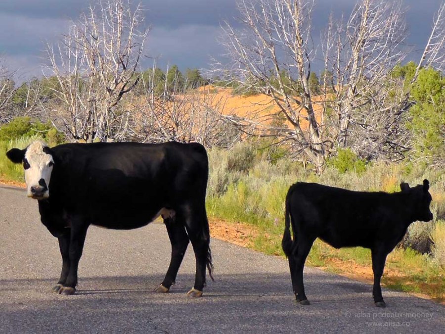 black cows coral pink sand dunes utah state park road trip
