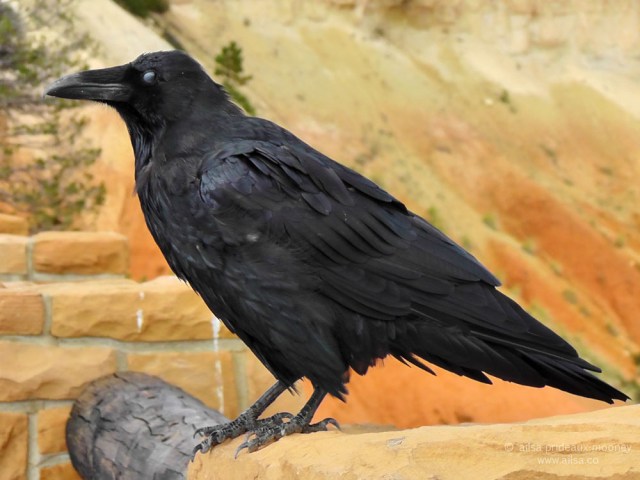 raven bryce canyon national park utah road trip