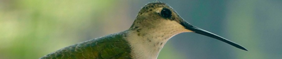 hummingbird kanab utah road trip