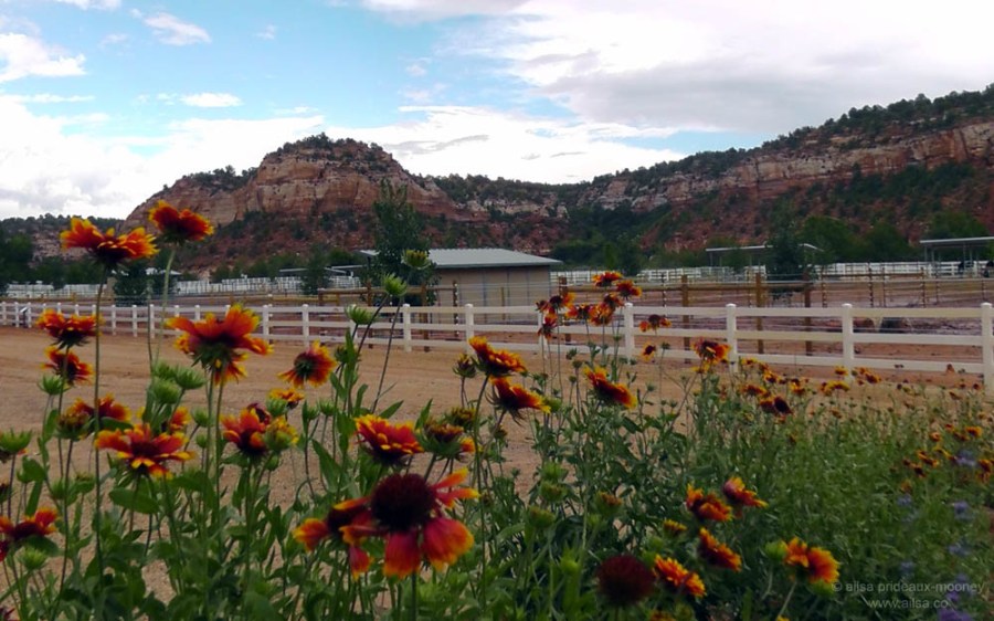 best friends animal society kanab utah sanctuary road trip