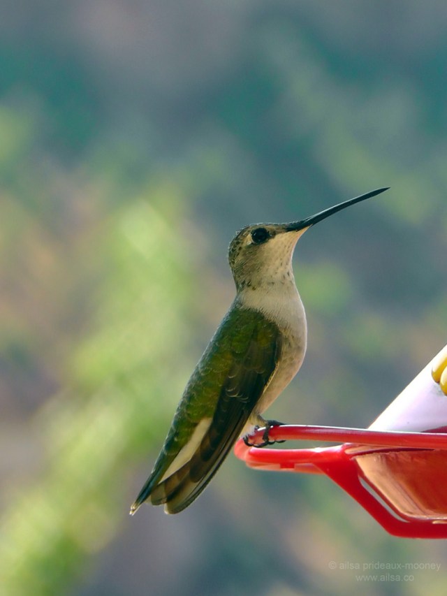 hummingbirds kanab utah road trip