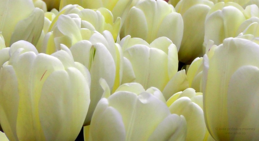 white creamy tulips central park