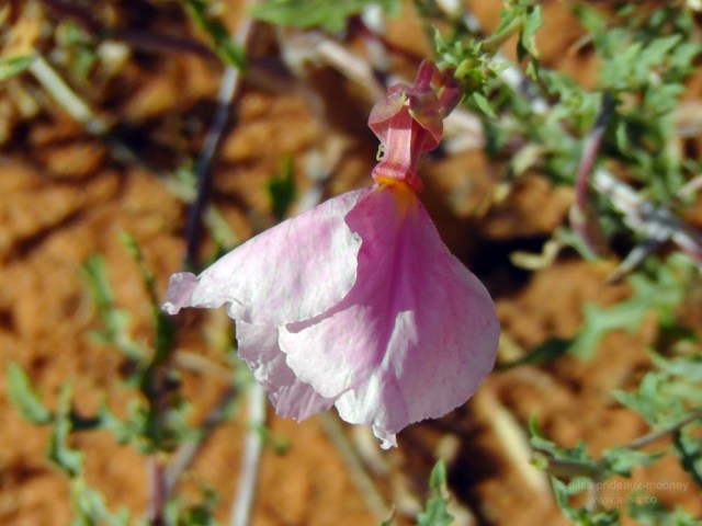 desert flower utah coral pink sand dunes state park road trip utah