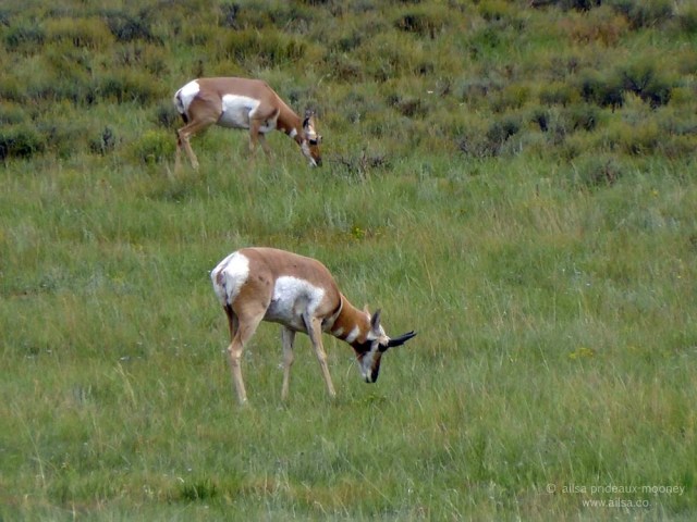 pronghorn pronghorned antelope bryce national park utah