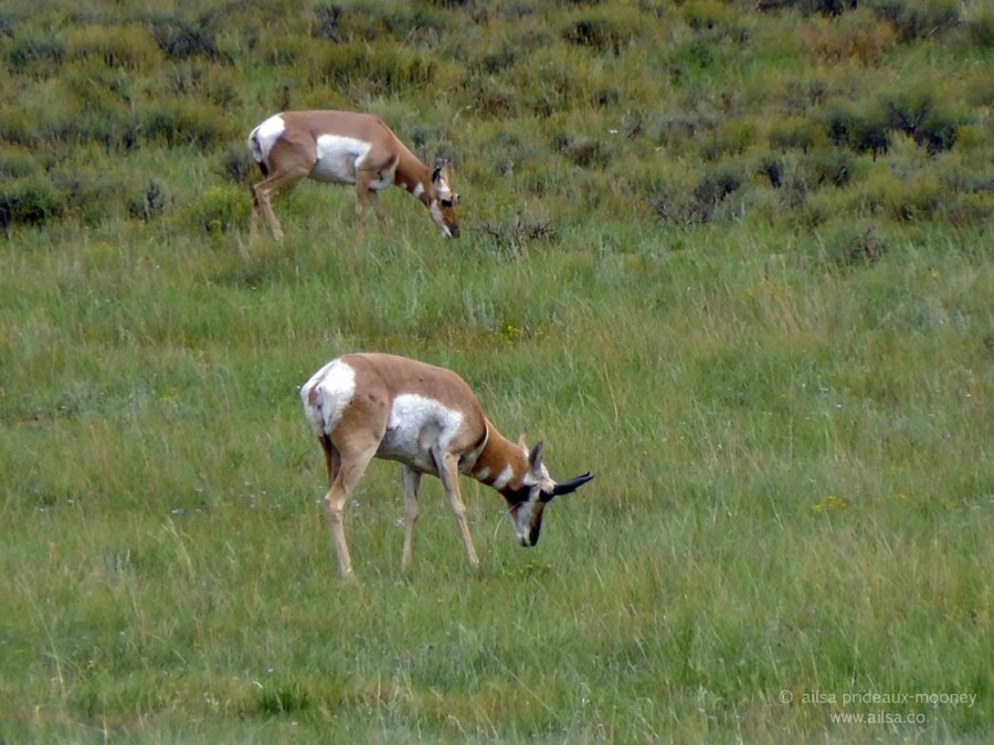 pronghorn pronghorned antelope bryce national park utah