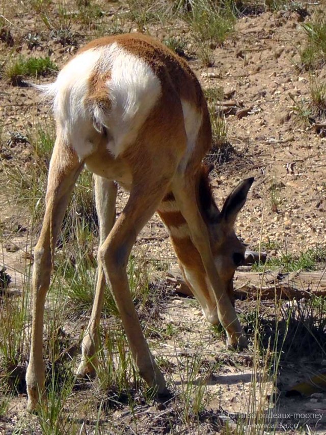 pronghorn pronghorned antelope bryce national park utah