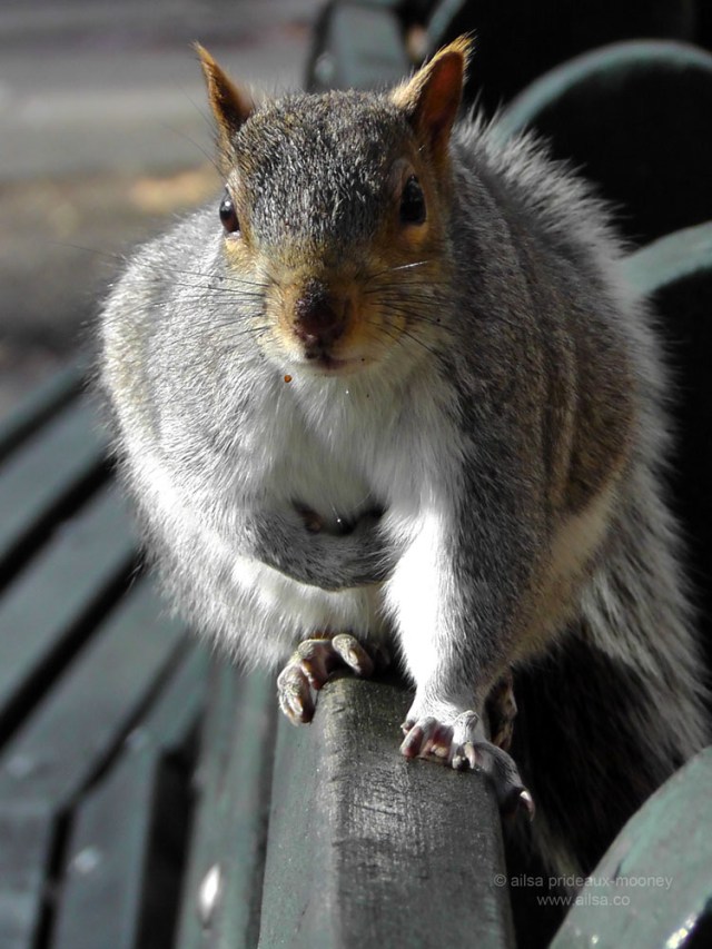 squirrel bench new york city us usa america travel nature wildlife