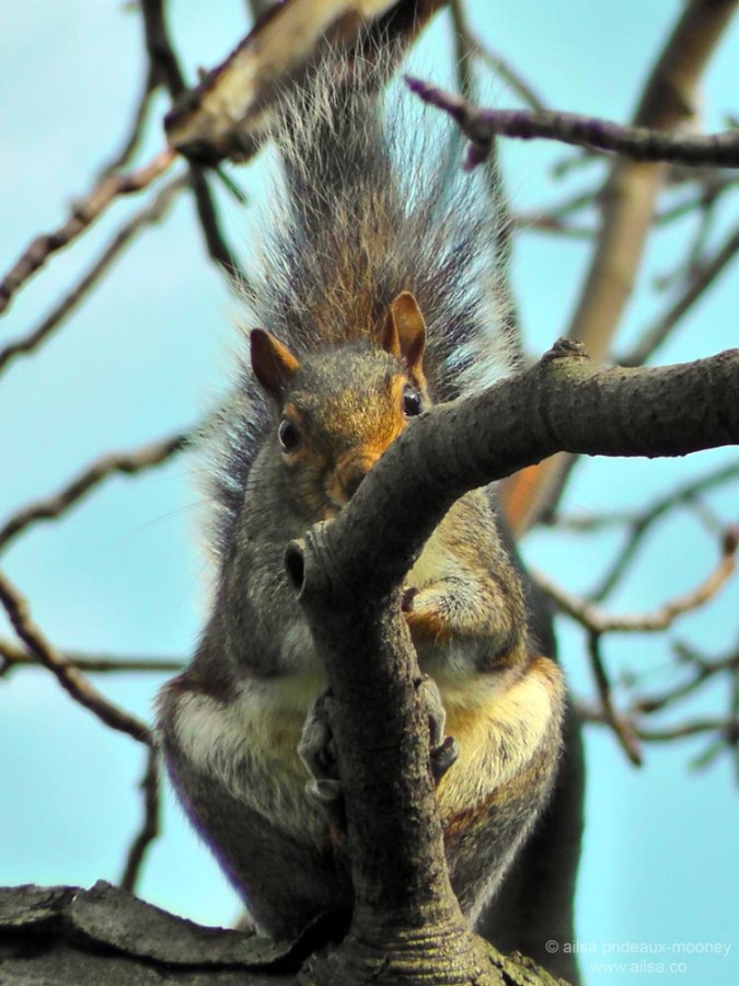 squirrel snug harbor staten island botanical garden