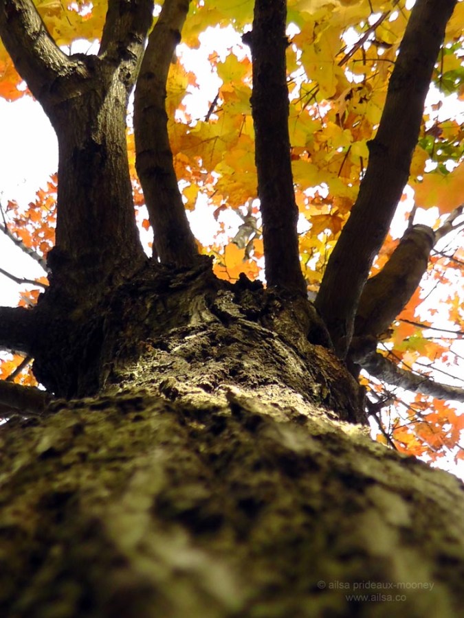 autumn leaves high rock park staten island new york