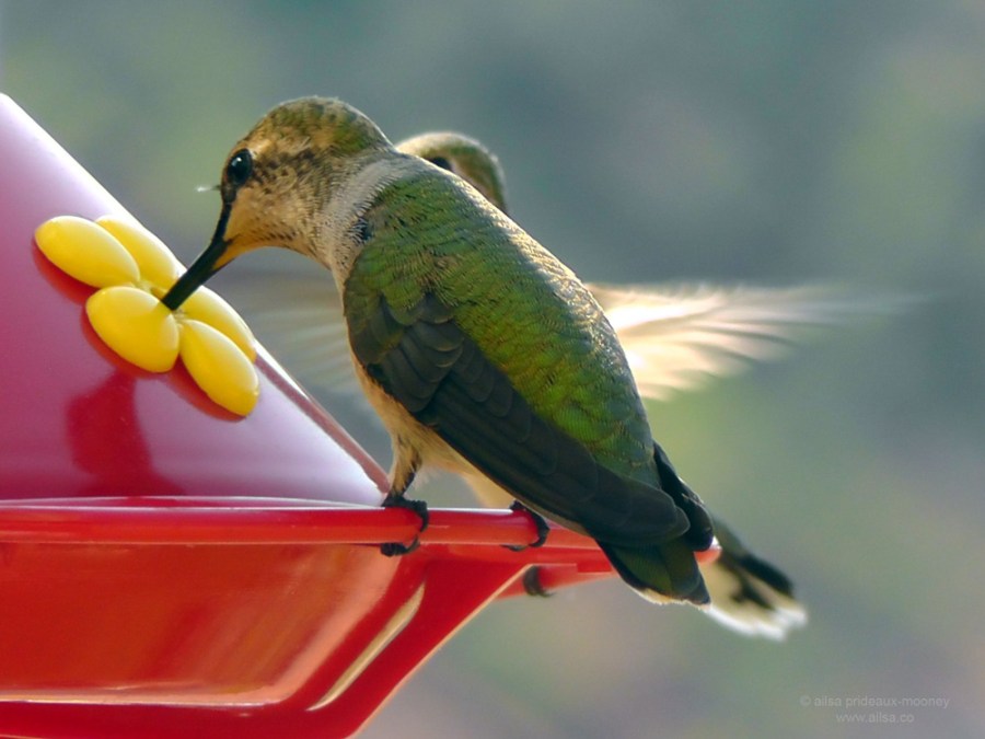 hummingbirds kanab utah road trip