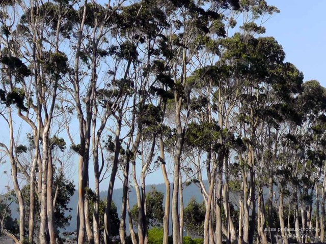 california coast trees road trip us usa america travel