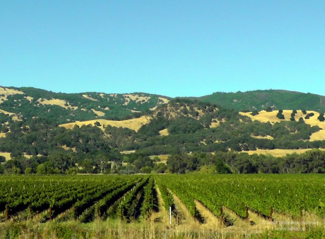 california vineyard winery vines us usa america road trip travel