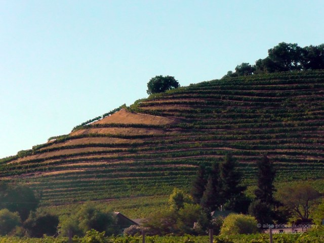 california vineyard winery vines us usa america road trip travel