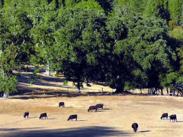 cows grazing hills shadows california travel