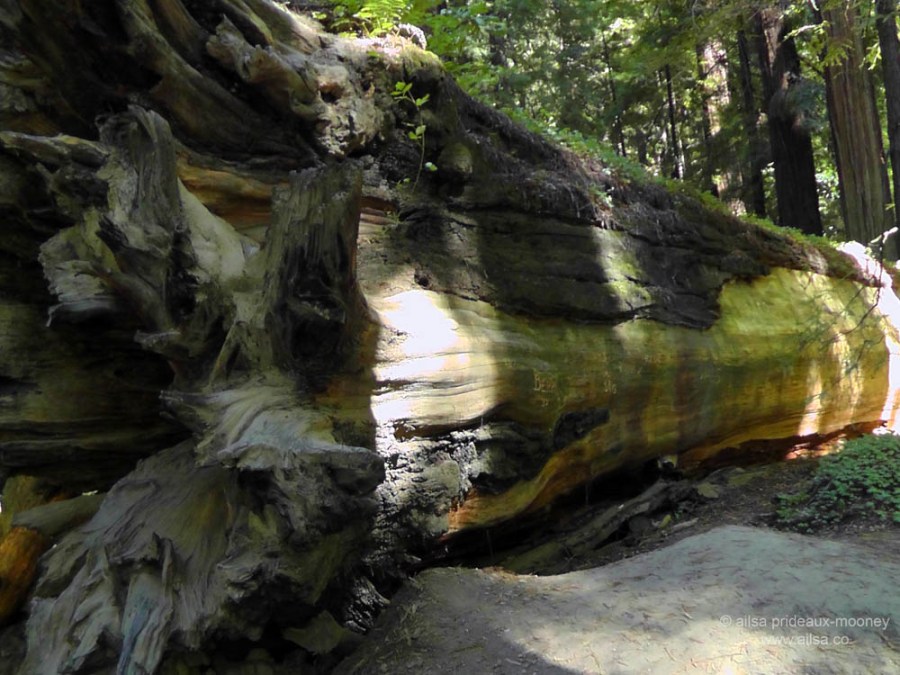 humboldt forest state park redwoods california
