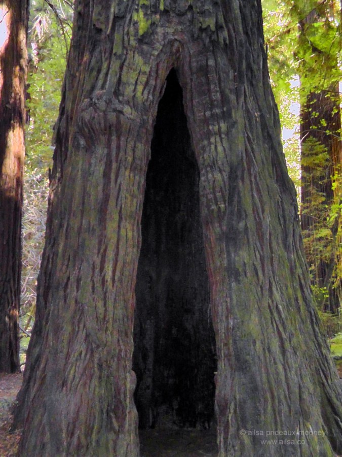 humboldt forest state park redwoods california