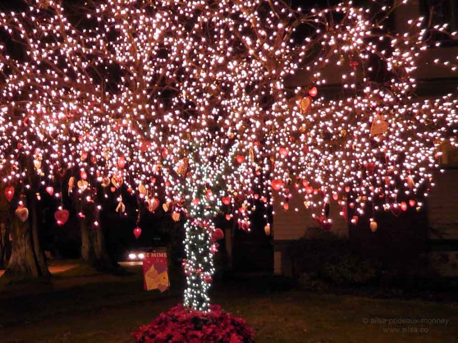 seattle washington valentine's day holiday tree phinney ridge