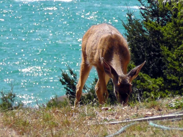 lost coast shelter cove california us usa america road trip driving black sand beach wildlife travel deer