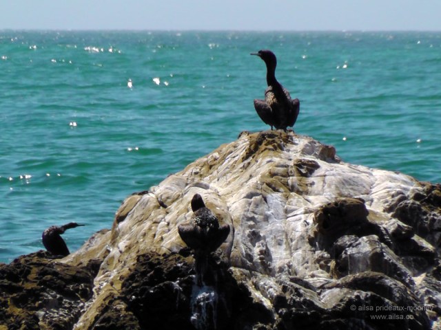 lost coast shelter cove california us usa america road trip driving black sand beach wildlife birds travel