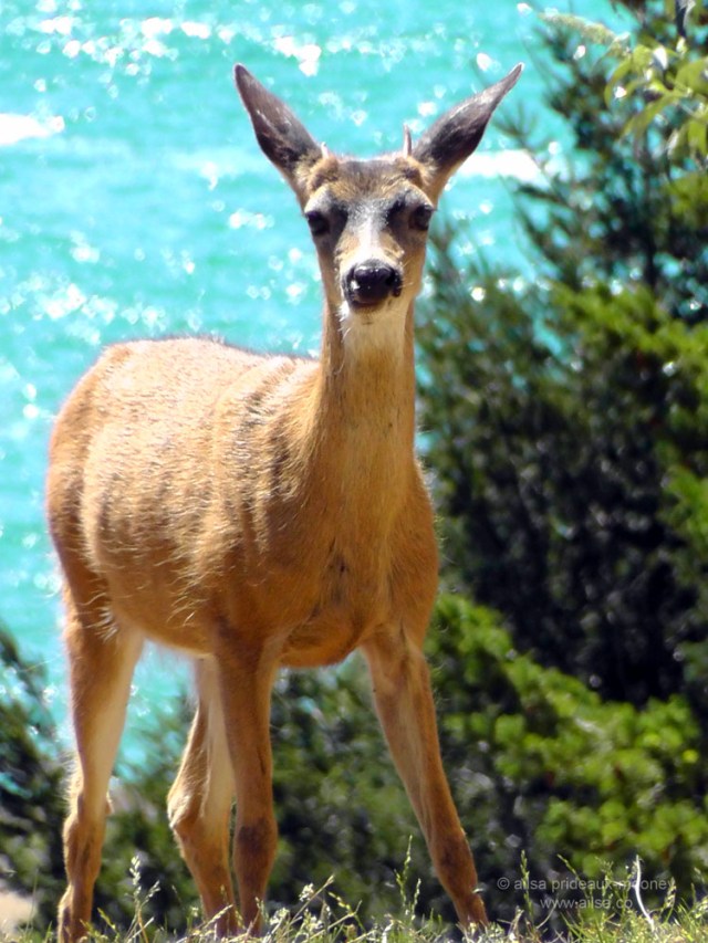 lost coast shelter cove california us usa america road trip driving black sand beach wildlife travel deer