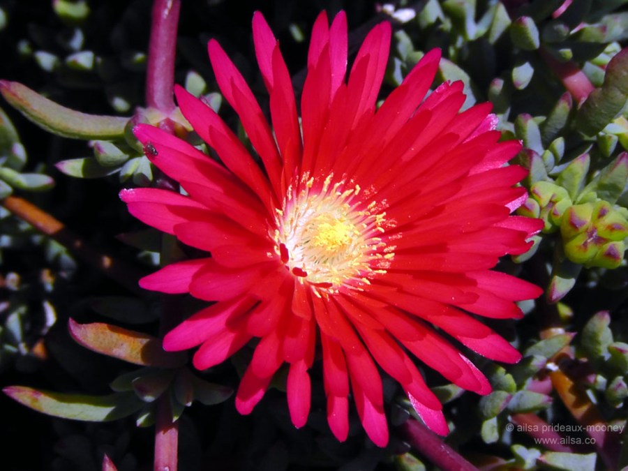 lost coast shelter cove california us usa america road trip driving black sand beach