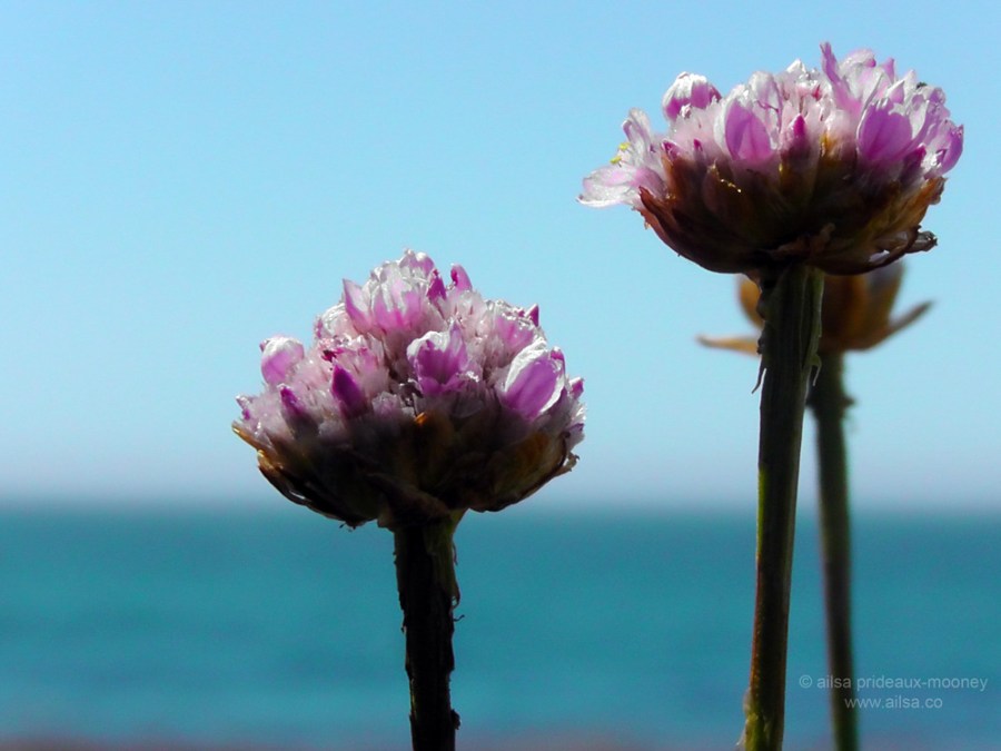 lost coast shelter cove california us usa america road trip flowers driving black sand beach