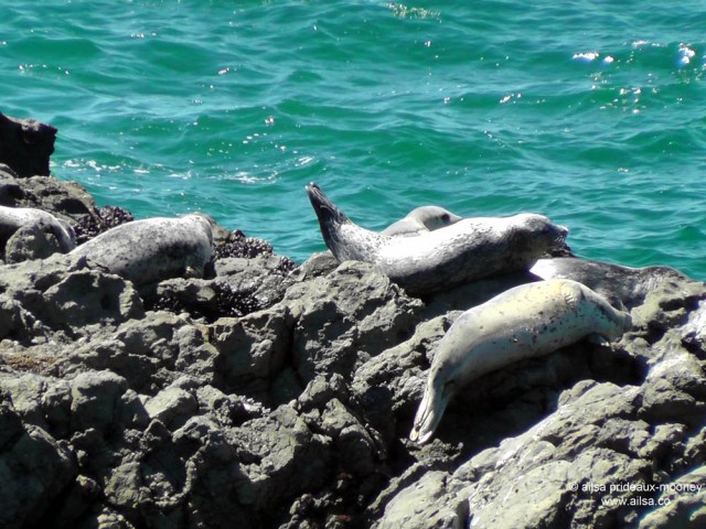 lost coast shelter cove california us usa america road trip driving black sand beach mendocino lighthouse wildlife seals travel