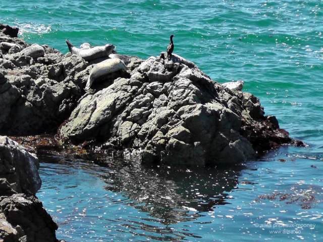 lost coast shelter cove california us usa america road trip driving black sand beach mendocino lighthouse wildlife birds