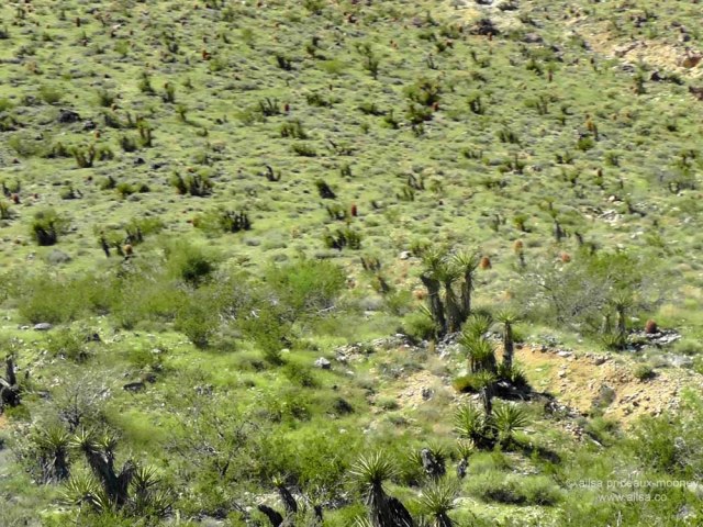 mojave joshua tree desert california road trip us usa america driving travel
