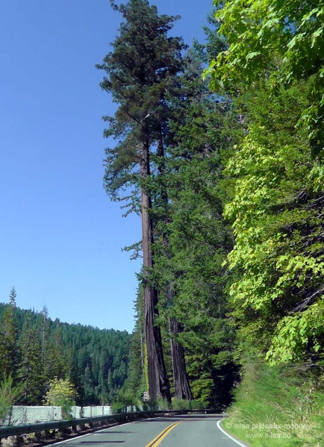 humboldt forest state park redwoods california redwood highway